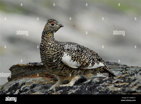 Tarmigan b1276 b1276 hi-res stock photography and images - Alamy