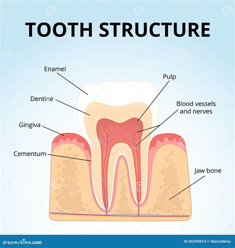 Structure of human teeth stock vector. Illustration of periodont - 85599014