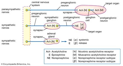 What Is Acetylcholine? | Health Advice, News, Resources And Lifestyle Information