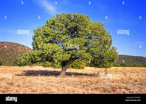 New mexico state tree hi-res stock photography and images - Alamy