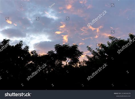 Tree Line Silhouette Orange Sunset Sky Stock Photo 2134216179 ...