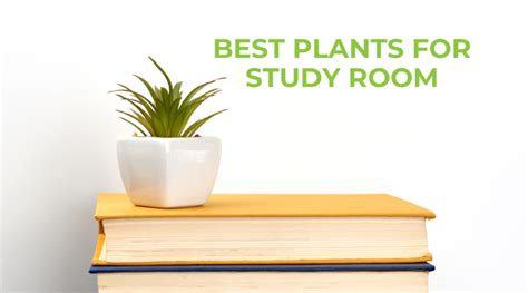 Best Plants For Children’s Study Room: To Improve Focus And Concentration