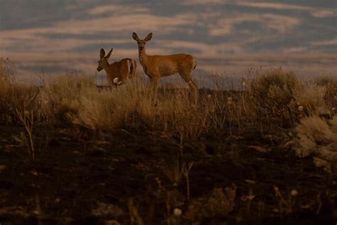 Washington State Wildfires Threaten Animals, Homes, Crops, Renewable Energy Farms - Eco Friendly ...