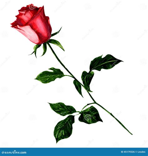 Red Rose Isolated on White Background. Stock Illustration ...