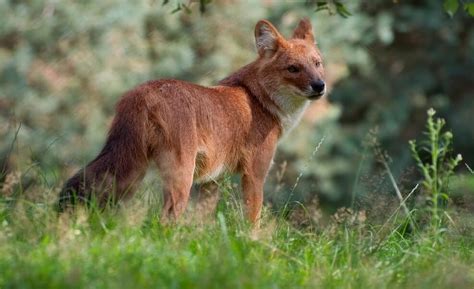 Dhole Facts, Habitat, Diet, Life Cycle, Baby, Pictures