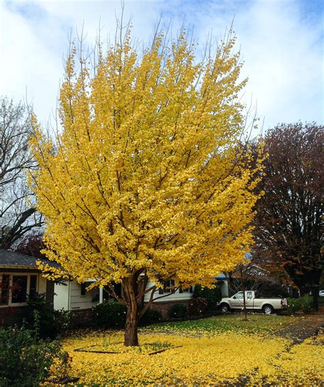 Ginkgo - Sacramento Tree Foundation