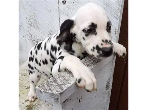 Dalmatian Puppies in Las Vegas - Puppies for Sale Near Me