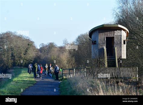 Ham Wall Nature Reserve, Somerset, UK. 19th Jan 2020. Large crowds turn ...