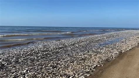 ‘Perfect storm’ leaves tens of thousands of dead fish on Texas beaches ...