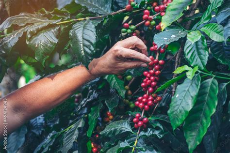 Man Hands harvest coffee bean ripe Red berries plant fresh seed coffee tree growth in green eco ...