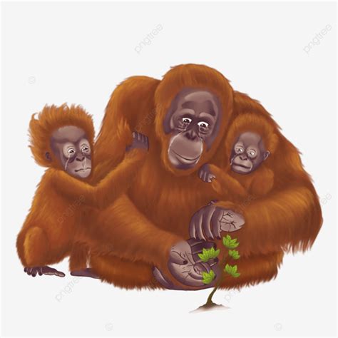 Illustration Of Orangutan Family Protecting Tree, Orangutan, Orangutan Illustration, Orangutan ...