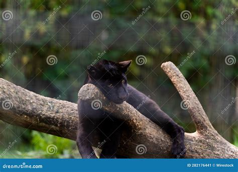 Wild Black Jaguar Relaxes Peacefully in Its Natural Habitat Stock Image - Image of leafy, tree ...