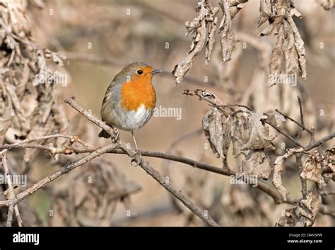 Robin,Erithacus rubecula.Winter. UK Stock Photo - Alamy