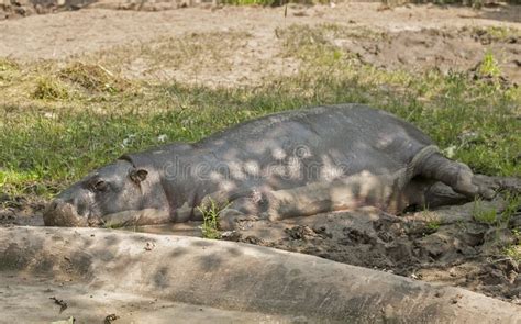 Pygmy hippopotamus stock image. Image of nature, animal - 37806393