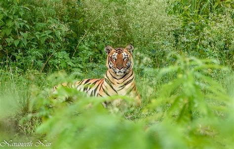 Human-wildlife conflict drives families in Wayanad WLS to relocate