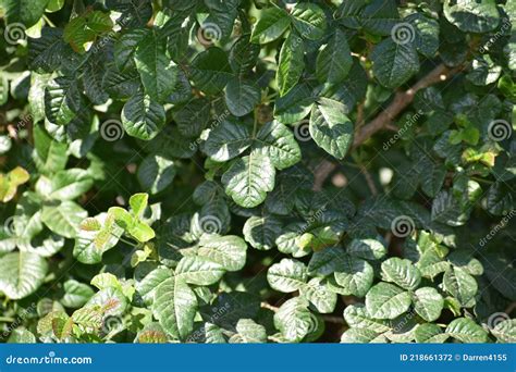 Western Poison Oak Leaves in Northern California Stock Photo - Image of ...