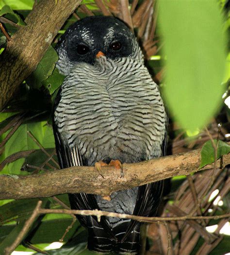 Black-and-white Owl Photo