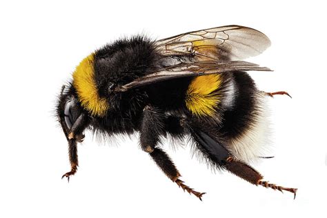 Bumblebee species Bombus terrestris Painting by Pablo Romero