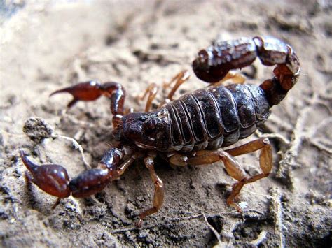 Scorpion Arachnids Wallpapers - Wallpaper Cave