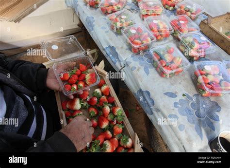 Beit Lahia, Gaza Strip, Palestinian Territory. 30th Jan, 2019. A ...