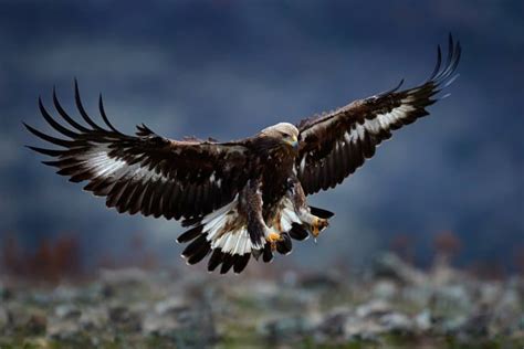 14 Golden Eagle Facts - Fact Animal