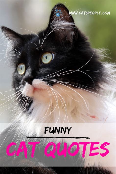 Funny cat quotes for cat owners | Cat quotes funny, Cat quotes, Funny cats