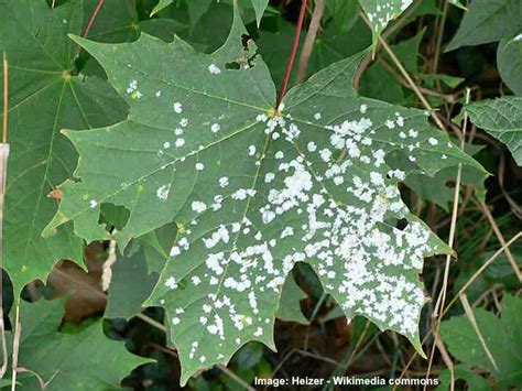 How to Get Rid of White Mold on Plants (Ultimate Guide) - With Pictures