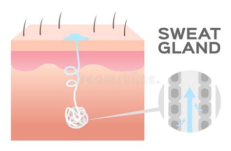 Sweat gland vector / skin stock vector. Illustration of apocrine ...