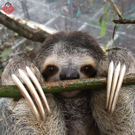 Pin by Thomas Dargan on Sloths | Sloth facts, Sloth, Cute sloth pictures