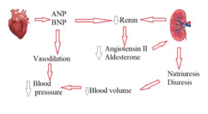 The role of brain natriuretic peptide (BNP) in peri-operative risk ...