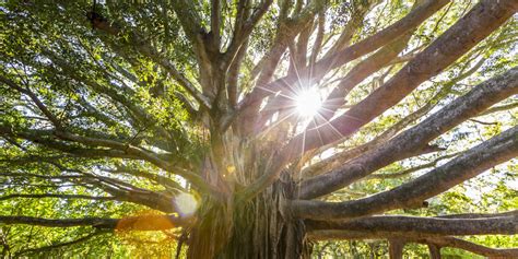 American Forests' 'Big Tree Madness' Is A Bracket We Can Root For | HuffPost