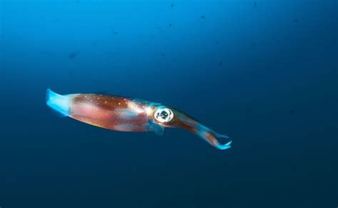 Squid - Ocean Animals