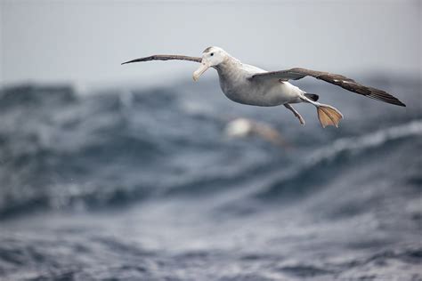 Endangered Albatross - The Facts - Bird Buddy Blog