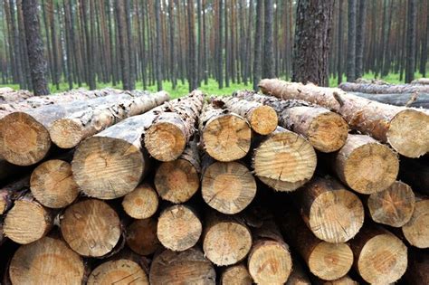 Premium Photo | Pile of wood logs in forest