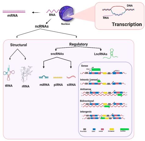 Life | Free Full-Text | Long Non-Coding RNAs and Their Potential Roles in the Vector–Host ...