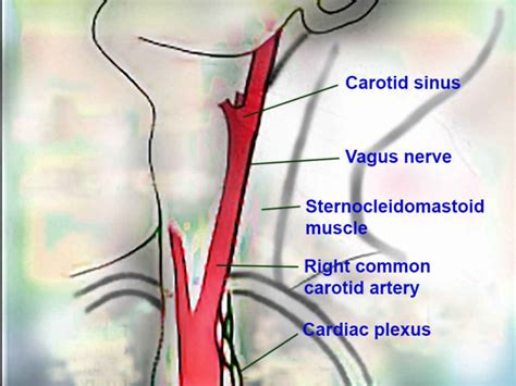 [Figure, Neck Anatomy. Neck anatomy includes...] - StatPearls - NCBI ...