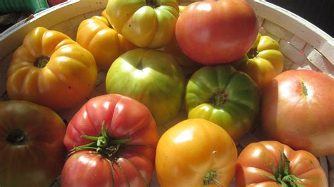 FREE heirloom tomato seeds collection giveaway! - vomitingchicken.com