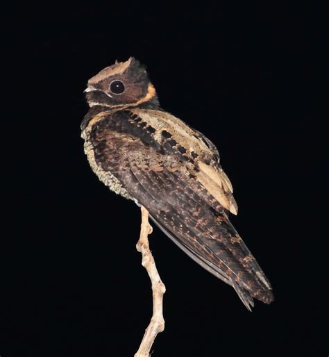 Nightjar in 2020 | Sulawesi, Bird species, Pet birds