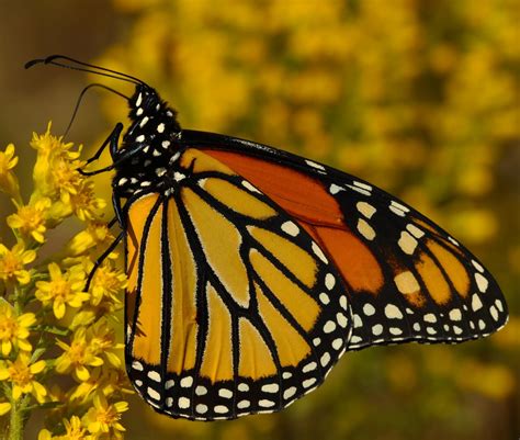 All of Nature: Monarch Butterfly Eggs