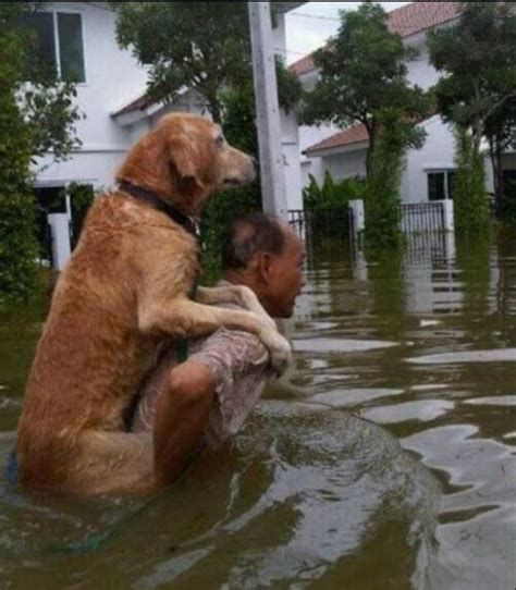 25 Touching Photos of People Saving Animals | Faith In Humanity Restored | Reckon Talk