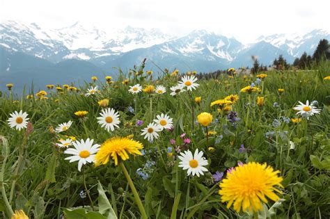 Flowering plants have a memory of changes in their environment - Earth.com