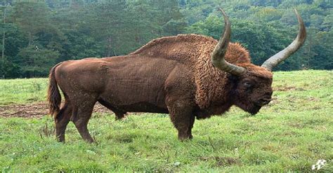 Bison latifrons aka 'Giant Bison' stood 8 feet tall at the shoulder and ...