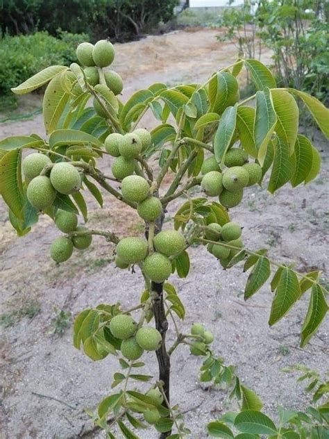 Walnut Trees of Kashmir | Fruit garden, Fruit tree garden, Fruit plants