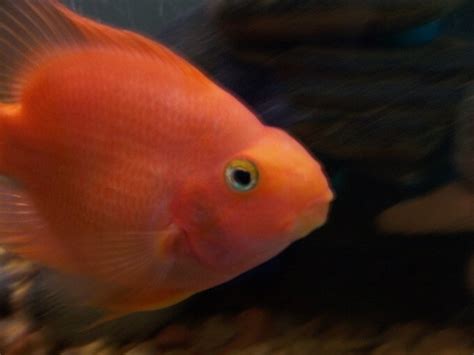 Blood Parrot Cichlid Care: Size, Behavior, Tank Mates...