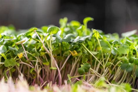 Premium Photo | Harvesting radish microgreens from a large plastic tray