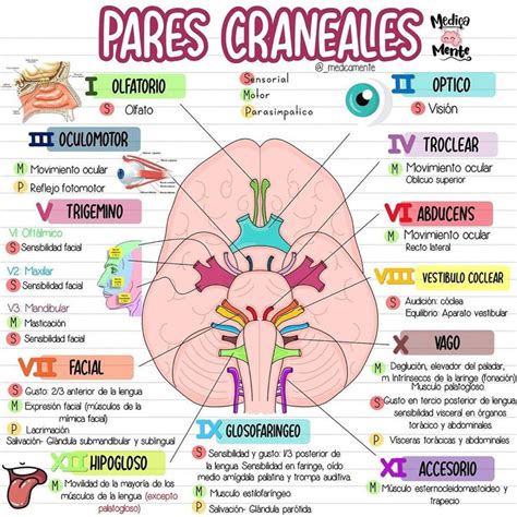 Pares craneales | Anatomia y fisiologia humana, Cosas de enfermeria, Anatomía médica