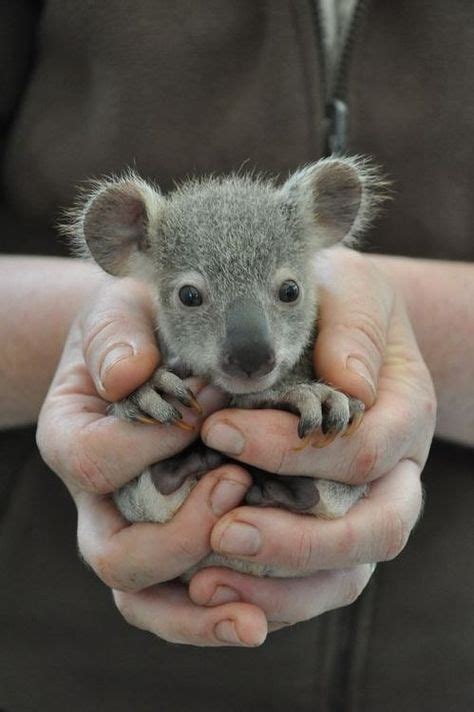 Baby koala. Australia. | Animali appena nati, Cuccioli di animale, Animali