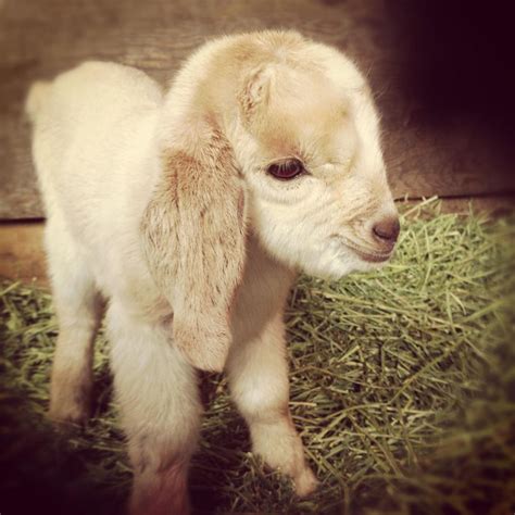 A friend's baby goat. He's so fluffy. : aww