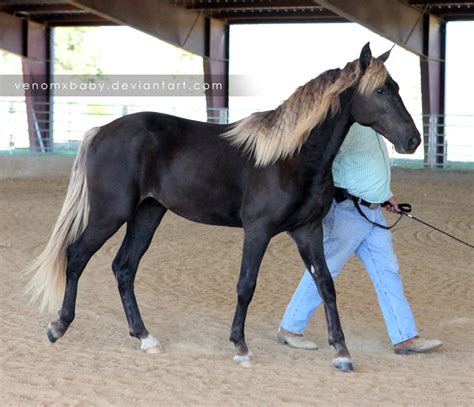 Silver - The Equine Rainbow