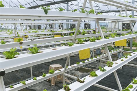 The Beginner’s Guide to Aeroponics: Soilless Cultivation Techniques ...